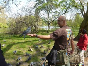 St James Park London pigeons