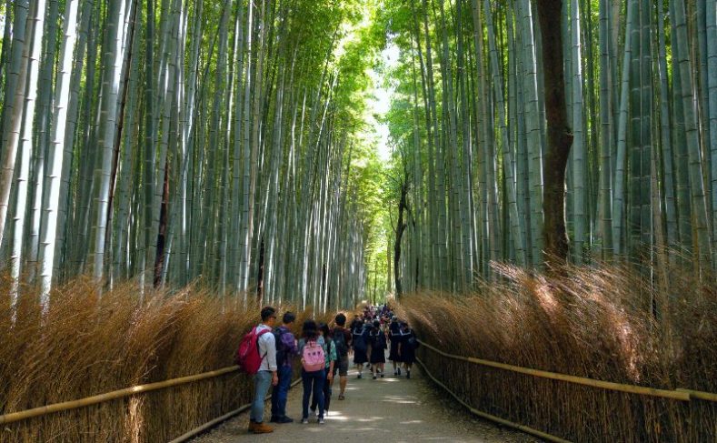 2 Days in Kyoto - Itinerary and Tips | Expert Abroad